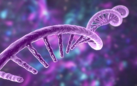 RNA ؼδ·Ż